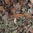 Habistat Leaf Litter Mulch 100g - Lehdet - AR5100800 - 5