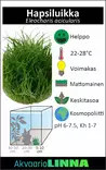 Hapsiluikka Ruukku - Akvaarion keskialan kasvit - 81520 - 4