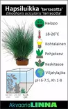Hapsiluikka Terrakotta - Akvaarion keskialan kasvit - 83480 - 3