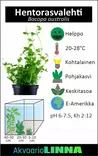 Hentorasvalehti Ruukku - Akvaarion keskialan kasvit - 89160 - 3