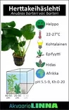 Herttakeihäslehti (Anubias barteri var. barteri) - Akvaarion keskialan kasvit - 80580 - 10