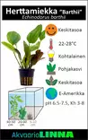 Herttamiekka Laji Ruukku - Akvaarion keskialan kasvit - 81190 - 6