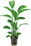 Herttamiekka Radicans Ruukku - Akvaarion keskialan kasvit - 81400 - 4