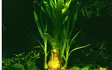 Isokriinumi - Akvaarion taka-alan kasvit - 80420 - 3