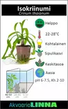 Isokriinumi - Akvaarion taka-alan kasvit - 80420 - 6