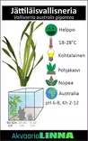 Jättiläisvallisneria Nippu - Akvaarion taka-alan kasvit - 84910 - 2