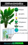 Jättimiekka Terrakotta - Akvaarion keskialan kasvit - 83450 - 7