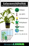 Jättivesitähdikki &Quot;Angustifolia&Quot; Nippu - Akvaarion taka-alan kasvit - 84480 - 2