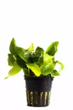 Kääpiökeihäslehti ’Golden’ Anubias barteri var. nana ’Golden` - Akvaarion etualan kasvit - 80610 - 1