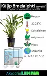 Kääpiömelalehti "Nevellii" Ruukku - Akvaarion etualan kasvit - 81000 - 3