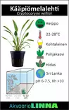 Kääpiömelalehti Ruukku - Akvaarion etualan kasvit - 81090 - 7