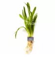 Kapeakeiholehti Teres Nippu - Akvaarion keskialan kasvit - 84860 - 1