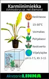 Karmiinimiekka Ruukku - Akvaarion keskialan kasvit - 87170 - 4