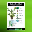 Keihäslehti-laji, Anubias lanceolata - Akvaarion taka-alan kasvit - 80650 - 2