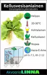 Kellusvesisaniainen Annos - Akvaarion keskialan kasvit - 80260 - 2