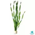 Kierteisvallisneria Ruukku - Akvaarion taka-alan kasvit - 82230 - 1