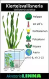Kierteisvallisneria Ruukku - Akvaarion taka-alan kasvit - 82230 - 2