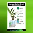 Kongonkeihäslehti Anubias congensis - Akvaarion taka-alan kasvit - 80600 - 7