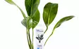 Kongonkeihäslehti Anubias congensis - Akvaarion taka-alan kasvit - 80600 - 6