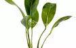Kongonkeihäslehti Anubias congensis - Akvaarion taka-alan kasvit - 80600 - 3