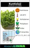 Kuntio Laji Ruukku - Akvaarion keskialan kasvit - 89680 - 4