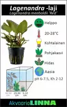 Lagenandra Punainen Ruukku - Akvaarion keskialan kasvit - 87410 - 3