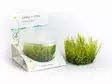 Lehtoritvasammal Vitrokupissa (Amblystegium serpens) – Stringy Moss - Akvaarion sammalet - 87460 - 1