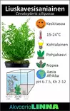 Liuskavesisaniainen Ruukku - Akvaarion keskialan kasvit - 80810 - 3