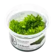 Luhtaliuskasammal Vitrokupissa - Akvaarion sammalet - 88340 - 1