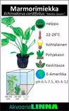 Marmorimiekka Ruukku - Akvaarion keskialan kasvit - 81210 - 2
