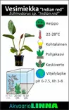 Miekka Intian Punainen Ruukku - Akvaarion keskialan kasvit - 87330 - 3