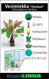 Miekka Laji Chrileni Xl 8Cm Ruukku - Akvaarion keskialan kasvit - 81300 - 2