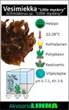 Miekka Little Mystery Vitrokupissa - Akvaarion keskialan kasvit - 88390 - 3