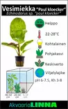 Miekka Paul Kloecker Ruukku - Akvaarion keskialan kasvit - 81380 - 2