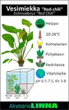 Miekka Punainen Chili Ruukku - Akvaarion keskialan kasvit - 81410 - 2