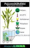 Pajuvesitähdikki Ruukku - Akvaarion keskialan kasvit - 81710 - 2