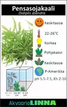 Pensasojakaali Vitrokupissa - Akvaarion keskialan kasvit - 87990 - 4