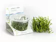 Pikkusuokki Vitrokupissa - Akvaarion etualan kasvit - 87490 - 1