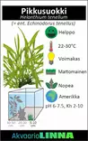Pikkusuokki Vitrokupissa - Akvaarion etualan kasvit - 87490 - 3