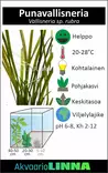 PunaVallisneria Rubra Ruukku - Akvaarion keskialan kasvit - 87280 - 2