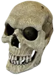 Repto Deco Human Skull Xl - Kivijäljitelmät terraarioon - AR5100160 - 1