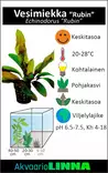 Rubiinimiekka Ruukku - Akvaarion keskialan kasvit - 81430 - 2