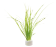 Ruohovallisneria Nippu - Akvaarion etualan kasvit - 84920 - 2