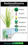 Ruohovallisneria Nippu - Akvaarion etualan kasvit - 84920 - 3