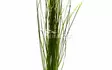 Ruohovallisneria Ruukku - Akvaarion etualan kasvit - 87270 - 1