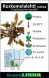 Ruskomelalehti Ruukku - Akvaarion keskialan kasvit - 81070 - 3