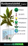 Ruskomelalehti Tropica Ruukku - Akvaarion keskialan kasvit - 81050 - 7
