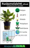 Ruskomelalehti Vihreä Ruukku - Akvaarion keskialan kasvit - 81080 - 7