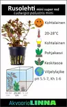 Rusolehti Mini Super Punainen Ruukku - Akvaarion etualan kasvit - 87220 - 3