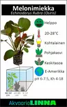 Rusomiekka Ruukku - Akvaarion keskialan kasvit - 81440 - 2
